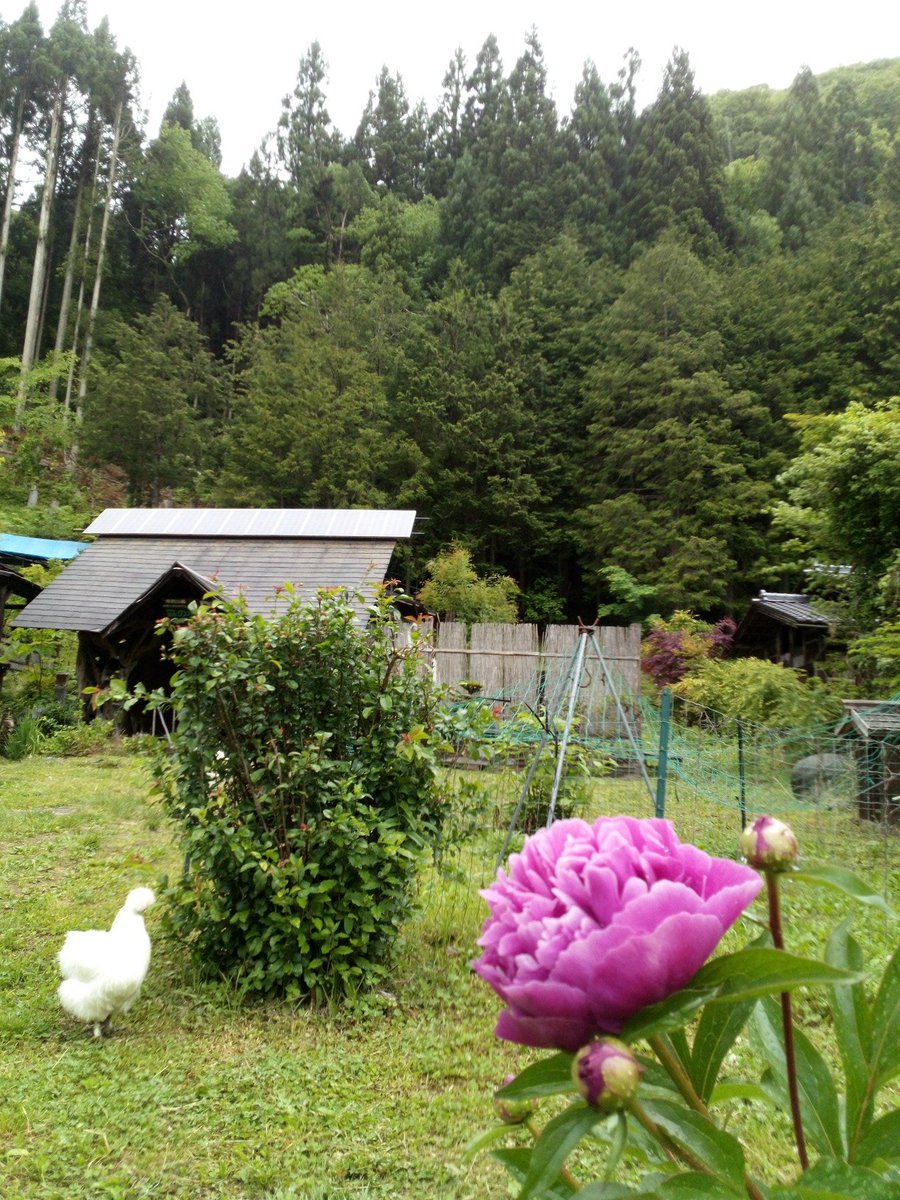 ＃雨のせい　で今日は　＃木曽馬　は馬屋で過ごすことに🐴＃シャクヤク　が咲き始め、曇り空を明るくしてくれてます😊当館から車で5分の所に芍薬街道があり、目の保養がてら旧道を通るのが楽しみの一つ🪷

＃飛騨高山　＃イマソラ　＃烏骨鶏　＃庭の花　
＃田舎暮らし　＃花が好き　#鳥だって家族