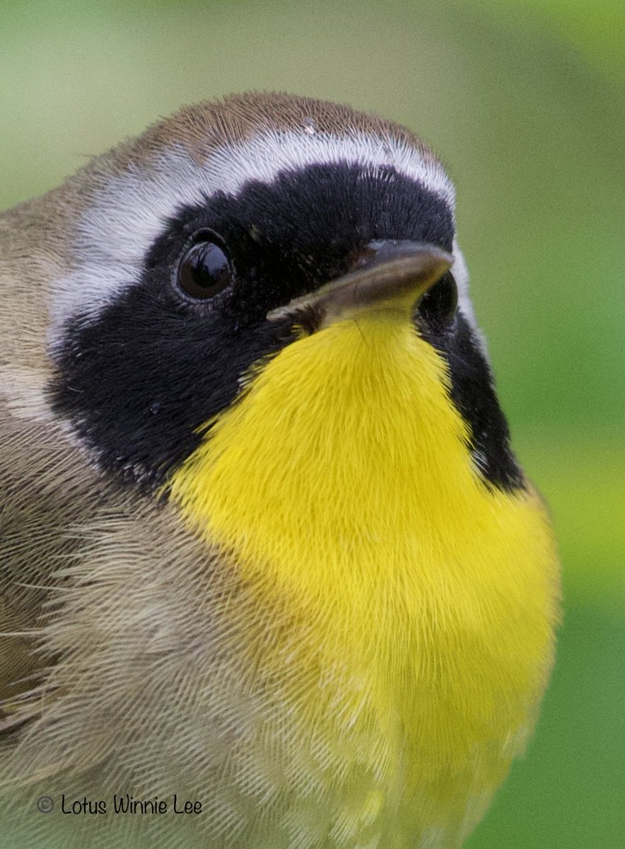 Another picture from my portrait collection of the male Common Yellowthroat Warbler in the rain @GreenWoodHF #commonyellowthroatwarbler #commonyellowthroat #warblers #birdwatching #wildlife