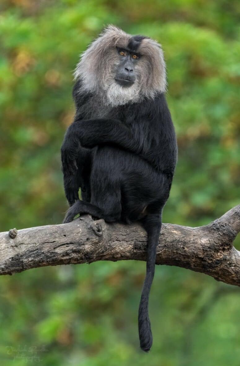 Good Morning from this Lion tailed macaque ❤️😎 [Credit: Jindřich Pavelka] #StaySafe #MondayMorning #MondayMotivation #BankHolidayMonday