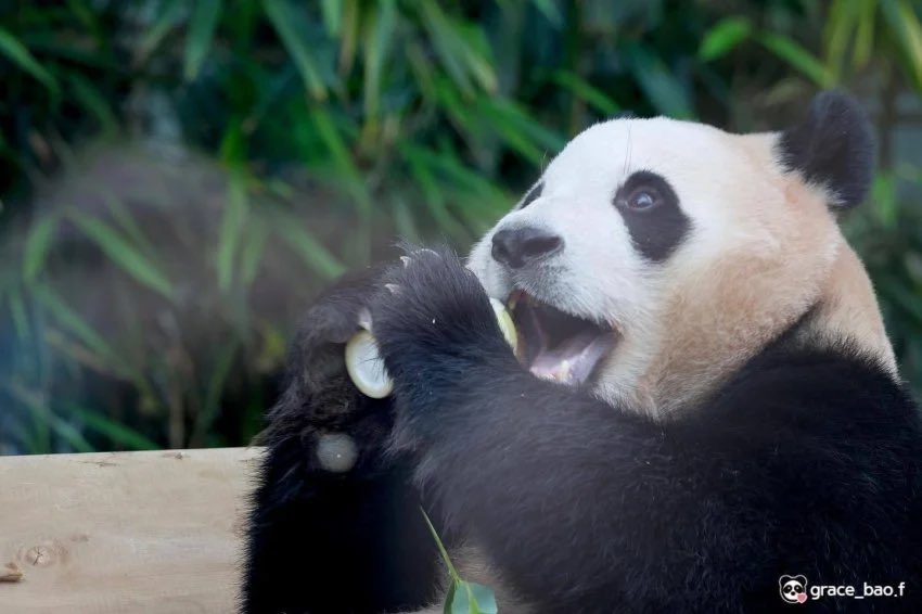 panda_720baobao's tweet photo. 너의 똘망똘망하고 
맑은 눈동자를 기억해 
영원히 행복만 해야 해 우리 푸곰주 
우리의 영원한 아기판다 푸바오 

#fubao #푸바오 #savefubao #福宝 https://t.co/K8Nk2y1Yxz