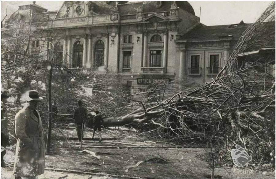 El 27 de mayo de 1934 #Concepción sufre un tornado que dejó 27 muertos y alrededor de 500 heridos. Los Tilos de la Plaza Independencia de Concepción, arrancados de raíz Fotografía de Harry Benöhr