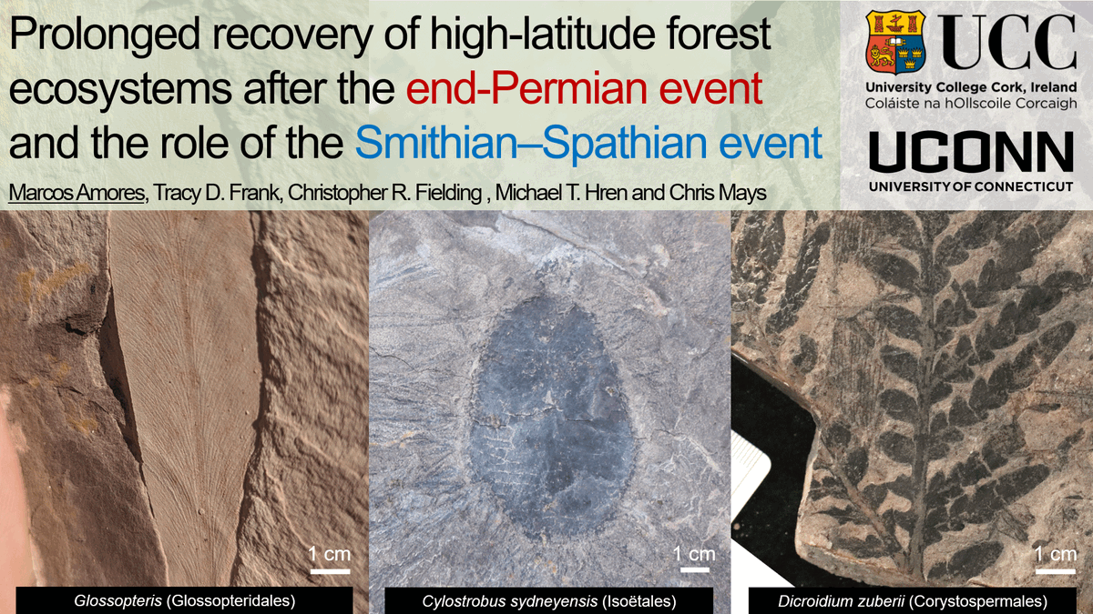 Excited to present at the upcoming IOPC/IPC unprecedented high-resolution timings of Early Triassic polar plant communities over a 10-million-year span. We compare these findings with other localities around the world, with emphasis on gymnosperm forest recovery post-EPE. 🌲🌏