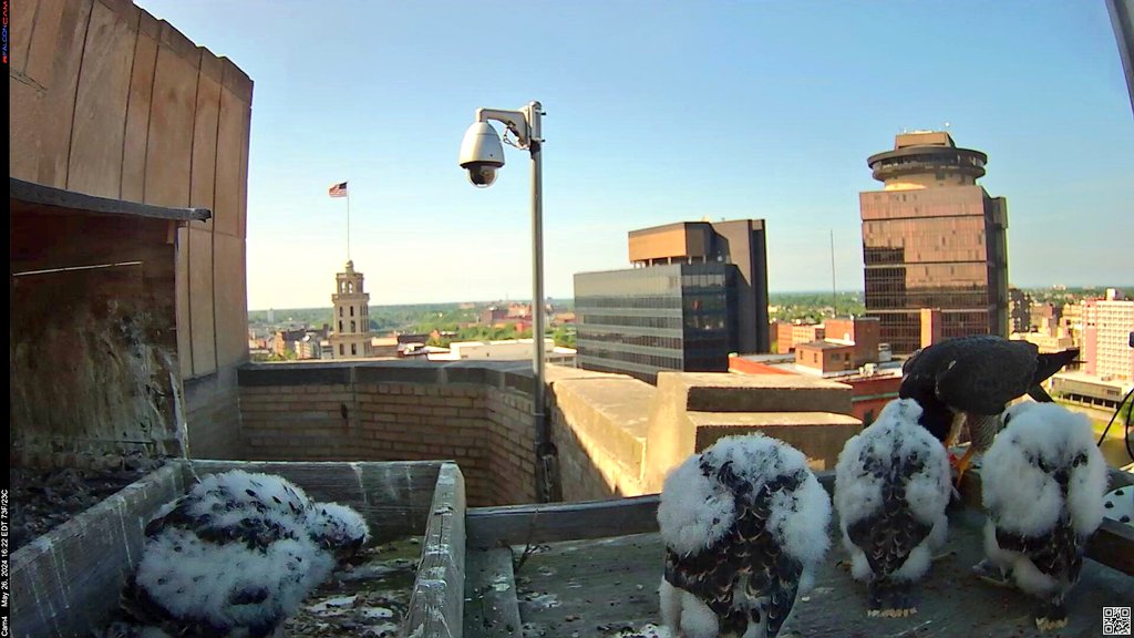 Nova brought food in this afternoon to the platform and Walker was the first to scramble out of poop deck to get to her first. Two eyases followed. Nova fed the 3 out there, then brought the leftovers to the 4th eyas that remained on the poop deck. cp #ROC #peregrine #falcon