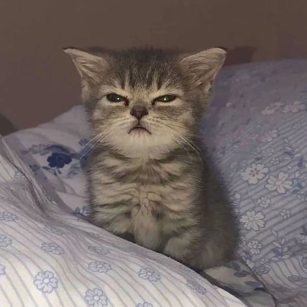 angry cat😾