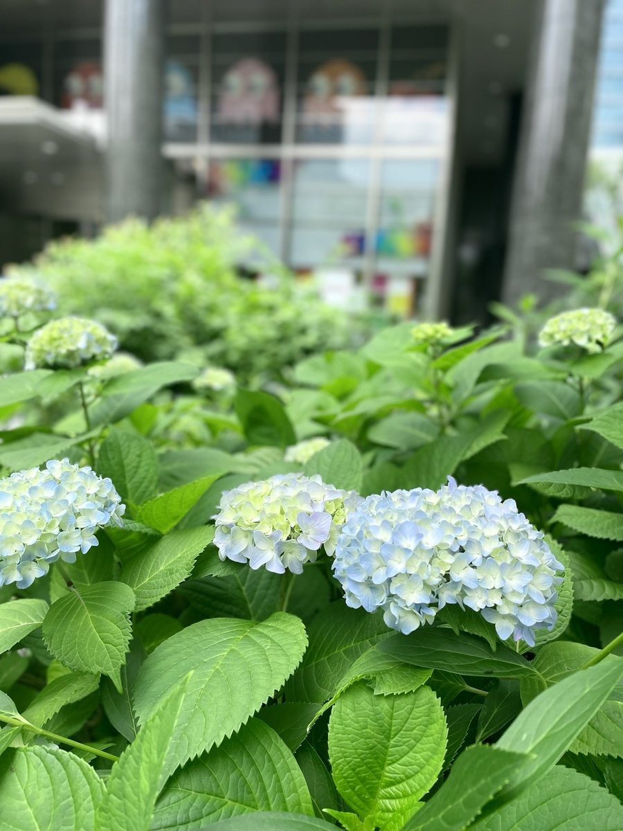 雨の月曜日、おはようございます！ 着々と梅雨の準備が…☔️ 弊社前の土はほんのり酸性みたいです🍋