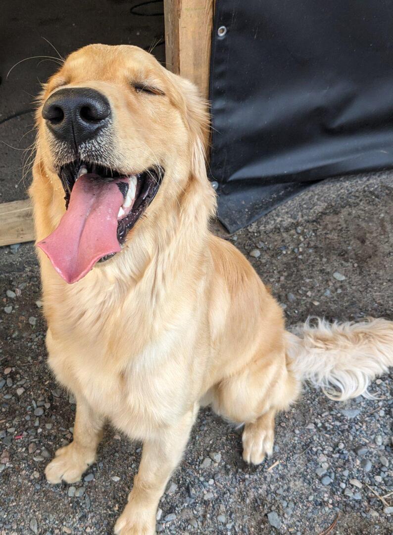 Copper's goofy smile. 
👉 amzn.to/43cNsKc
#dogs #ad #pets #adogslife #cutedogs #dogsoftwitter #iloveanimals #petlife #petsoftwitter #cute  #petlovers #dog #DogsOnTwitter #dogtwitter #dogoftheday #pet #petsontwitter #adorable #cute #cuteanimals