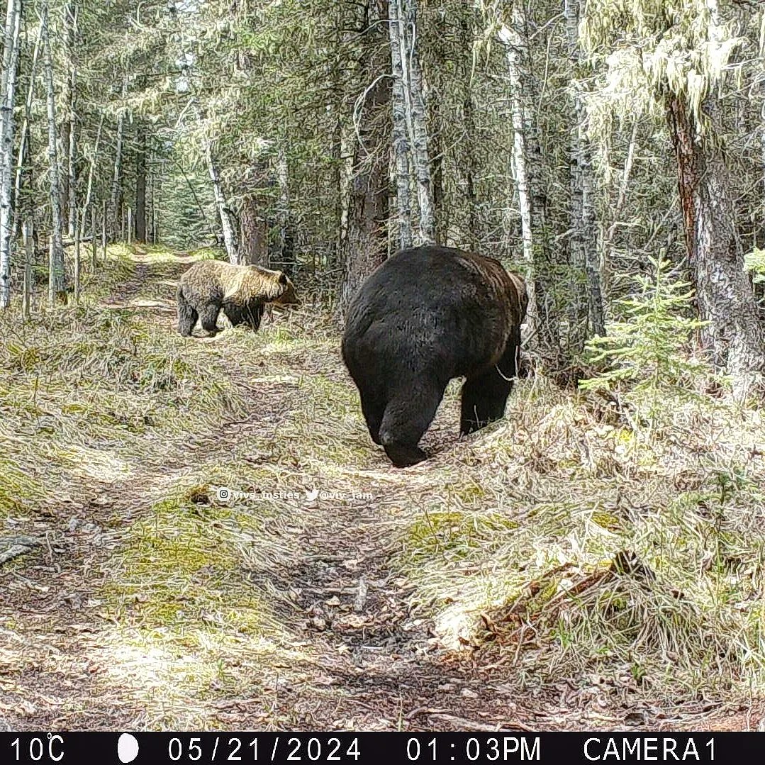 #grizzlybear date...this large male #bear looks even thicker as he crouches low to the ground to come through the fence. His girlfriend is in the background. #natureisawesome #albertawildlife  #naturephotography #trailcamera🐻🐾