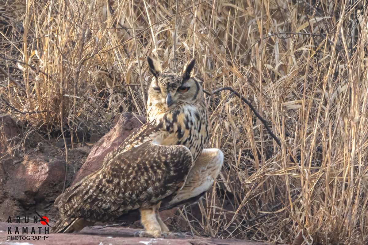 Have a #owlsome Monday. There has been many reports of poachers trying to catch the owl pair of Bhondsi, GGN and people have seen them and shared with police info. Parked Cars got damaged by the poachers . Hope they are arrested soon. #IndiAves #thephotohour #birdsoftwitter