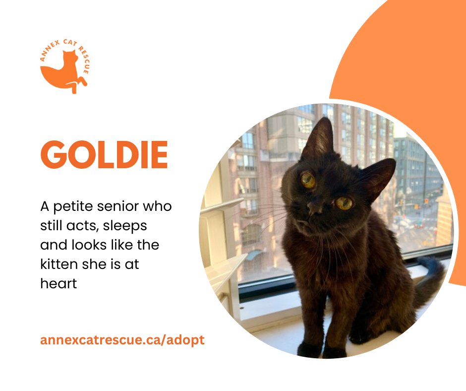 Goldie is a petite senior who still acts, sleeps and looks like the kitten she is at heart. She is a cuddler and loves all strangers instantly. For info:  annexcatrescue.ca/adopt

#annexcatrescue #rescuecat #catrescue