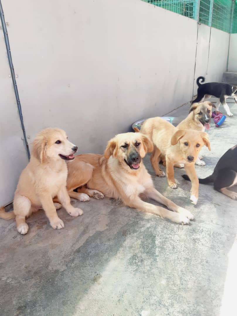 KSARshelter's tweet photo. #matchme 
#facesofKSAR
#HumanChainForKSAR 

Earlier in the year, a very scared Karen, very pregnant and with a horrific embedded collar wound, was rescued by KSAR. 

Fast forward, Karen has healed miraculously from her wound and has six happy and healthy puppies.

Mama Karen will be going to her forever home in the 🇺🇸next week while her growing puppies - Allen Audre, Diane, Jones, Kenneth and Tom will stay at KSAR (and be loved and spoiled by their dedicated caretakers).

https://t.co/9Nl9ZwvhNG