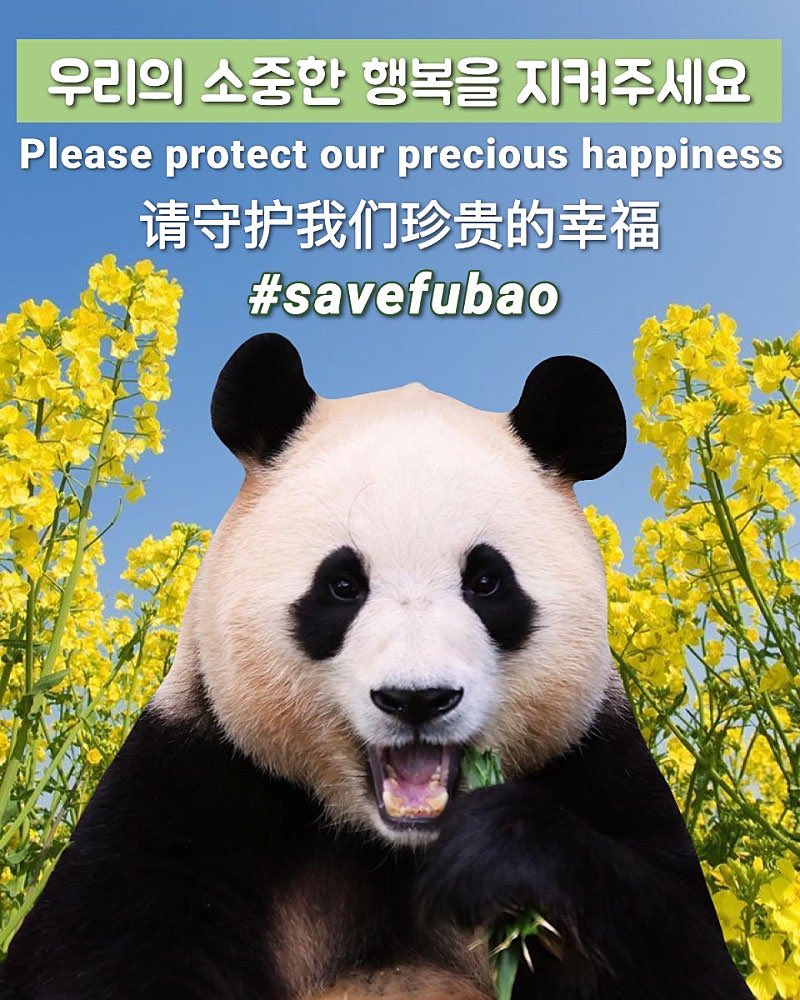fu_q_0720's tweet photo. 트위터 2시 해시태그 총공 !
모두 같이 참여해주세요
부탁드립니다 !
#savefubao
#fubao
#大熊猫 #푸바오 #福宝 #福宝开始探索外场区域 #bao #판다
#大熊猫 #大熊猫福宝 #熊猫 #pandapandapanda #panda
#복보 #해명해주세요 #보호해주세요 #사랑해주세요 #지켜주세요 https://t.co/FyNNEVBAmn