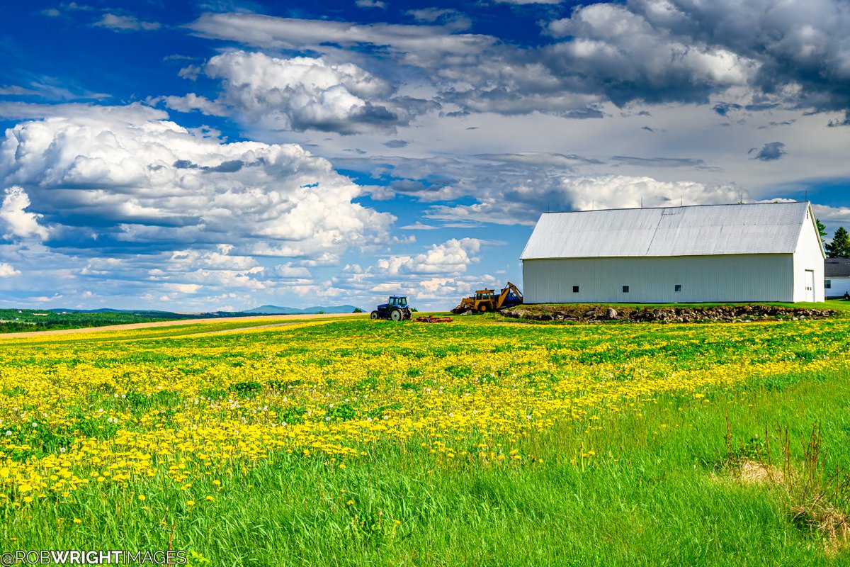 Only been to Aroostook County in the month of May a few times in my life. The standout in May is the fields of dandelions like this one in Washburn. -- May 26, 2024 #Maine #mainething #visitmaine