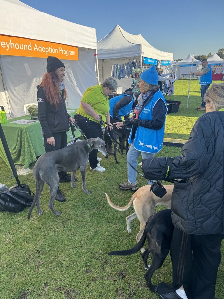 GAP_VIC's tweet photo. Pumpkin, Denim and Jake were the stars of the show at Sunday's RSPCA Million Paws Walk, as GAP fielded questions and queries about adopting and fostering greyhounds! https://t.co/zONq4jhORs