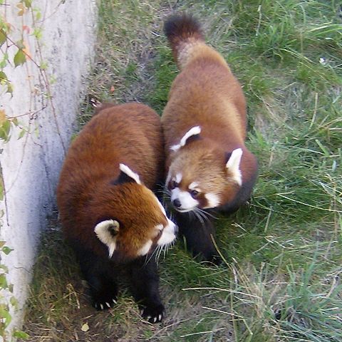 Red Panda Every Hour! (@RedPandaEveryHr) on Twitter photo 2024-05-27 01:46:48