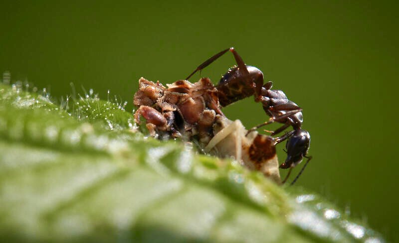 Woohoo! First ambush bug of the summer! And this one has a bonus ant checking it out!