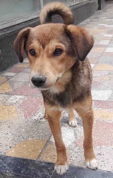 #matchme 
#facesofKSAR
#HumanChainForKSAR 

It’s Ozzy here again! 

It’s been a minute but wanted to check in with a whole bunch of love ❤️ and gratitude 🙏 for being the best bunch of hoomans that a fur boy like me could ever ask for.

All of us furry friends at KSAR cannot wait