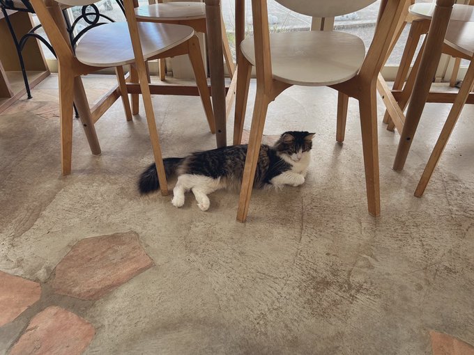 🐈 https://t.co/bkOYVtS9Vn