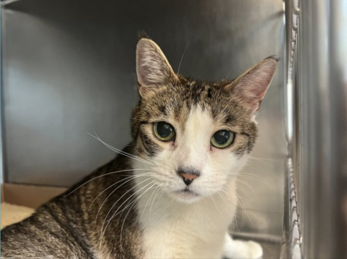 Another #NewYork granny got the boot & in any home 'Persia Robinson' will suit! If you love the seniors with their appeal adopt this doll so a done deal! If you can't adopt this sweet doll pledge for a rescue who'll heed the call! 🙏 Tag @LOVE_CATS_ONE with pledges! VERY URGENT!