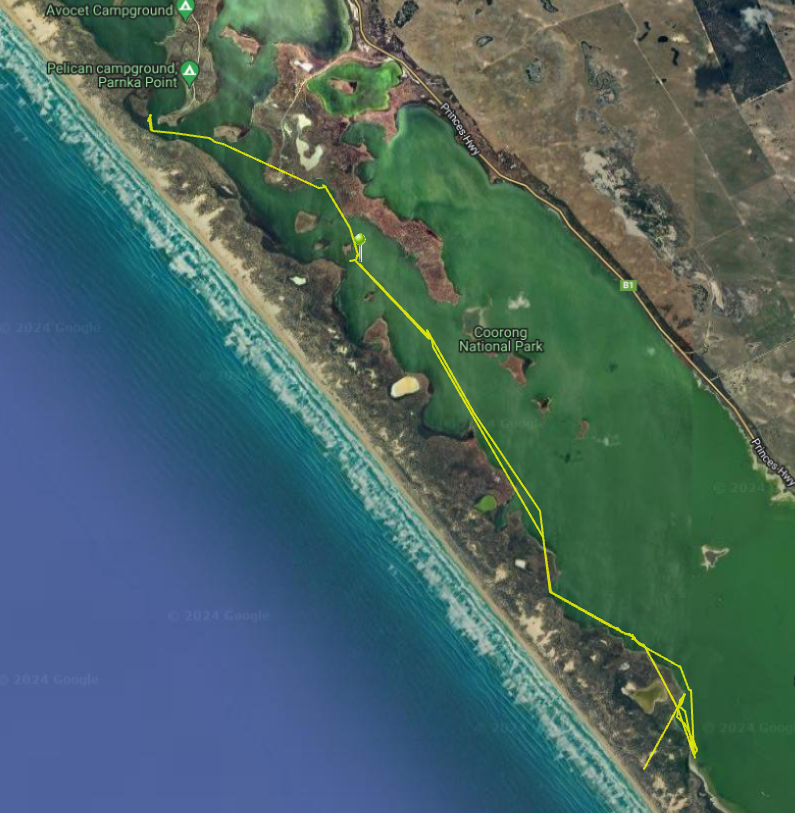 chestnuttealSA's tweet photo. 📡Tracking update!📡

Over this weekend Clare, one of our female chestnut teals, moved over 10kms south of where we caught and tagged her three weeks ago!

Keep following along for more movement updates!

#GPStracking #duckresearch #southaustralia #coorong https://t.co/ad4NWmGsDt