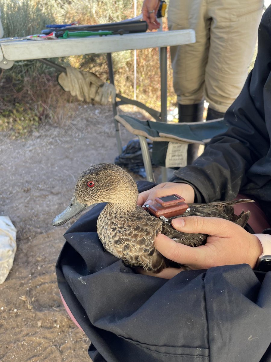 chestnuttealSA's tweet photo. 📡Tracking update!📡

Over this weekend Clare, one of our female chestnut teals, moved over 10kms south of where we caught and tagged her three weeks ago!

Keep following along for more movement updates!

#GPStracking #duckresearch #southaustralia #coorong https://t.co/ad4NWmGsDt