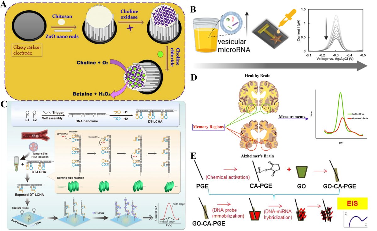 📝Title: Electrochemical detection of extracellular vesicles for early diagnosis: a focus on disease biomarker analysis

👥Authors: Jintao Zheng, Runzhi Zhou, Bing Wang, Chang He, et al @TechnionOf 

🔗oaepublish.com/articles/evcna…

Welcome to read 🫶 #extracellularvesicles #EVs