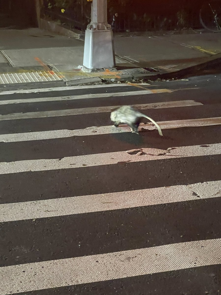 two mezcal Negronis deep and just witnessed something so beautiful (possum using the crosswalk in Brooklyn)