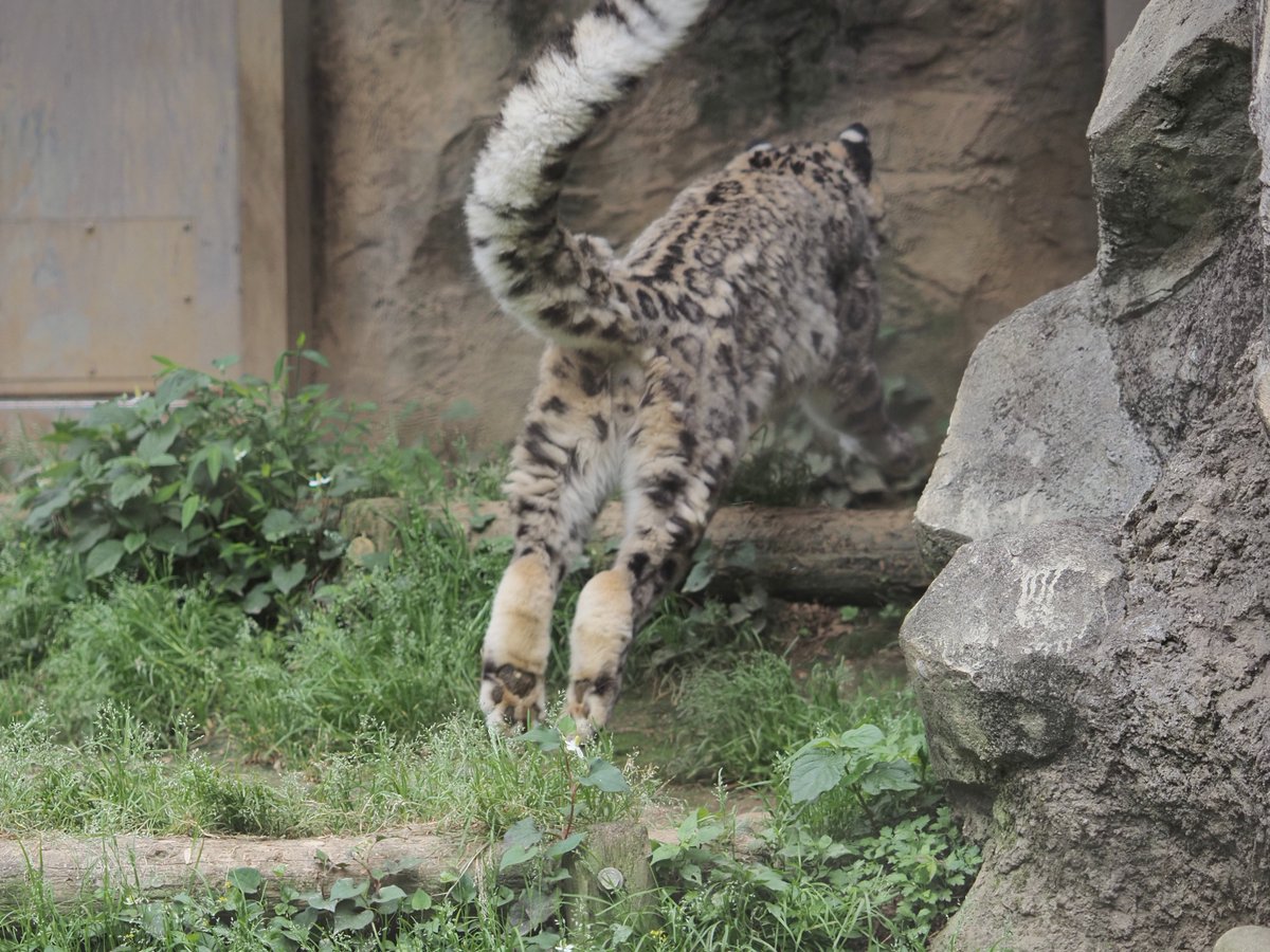 今日のぴょんぴょんダッシュしていたフクちゃんでけつようび🐾　

#多摩動物公園 
#ユキヒョウ 
#snowleopard