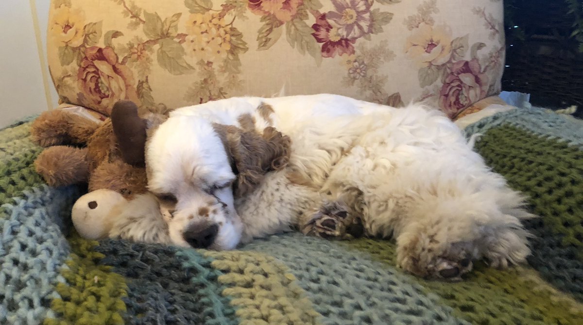 GretchenRaab's tweet photo. @Phil_Sledge Truman July 15, 2012 - May 22, 2024. The sweetest little dog! https://t.co/6ZDwTw4FKw