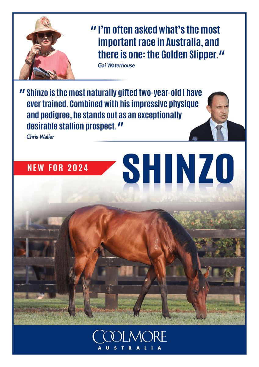 🔵 SHINZO🔵 'Shinzo is the most naturally gifted two-year-old I have ever trained. Combined with his impressive physique and pedigree, he stands out as an exceptionally desirable stallion prospect' - @Cwallerracing 🗣 @CoolmoreAus