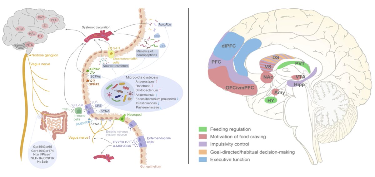 🚨Excellent review, From #GutMicrobiota to #Brain: implications on #BingeEatingDisorders‼️@tandfonline #GutMicrobes 🆕🔥 ⚡️The most recent advances in understanding intricate #pathways of #Gut-to-#Brain communication ▶️#GutMicrobiota #Metabolic/#humoral pathway #Serotonin #Vagal