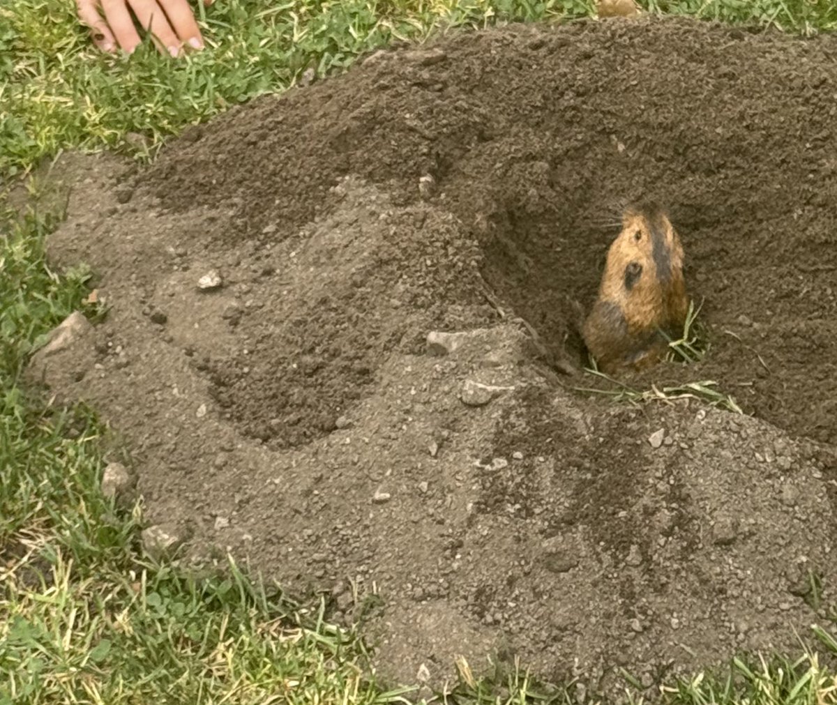 Kiddo and her buddy met two gophers today and spent a long time being given rocks from the tunnel. I didn’t let them touch the gophers, but they absolutely could have. No fear.