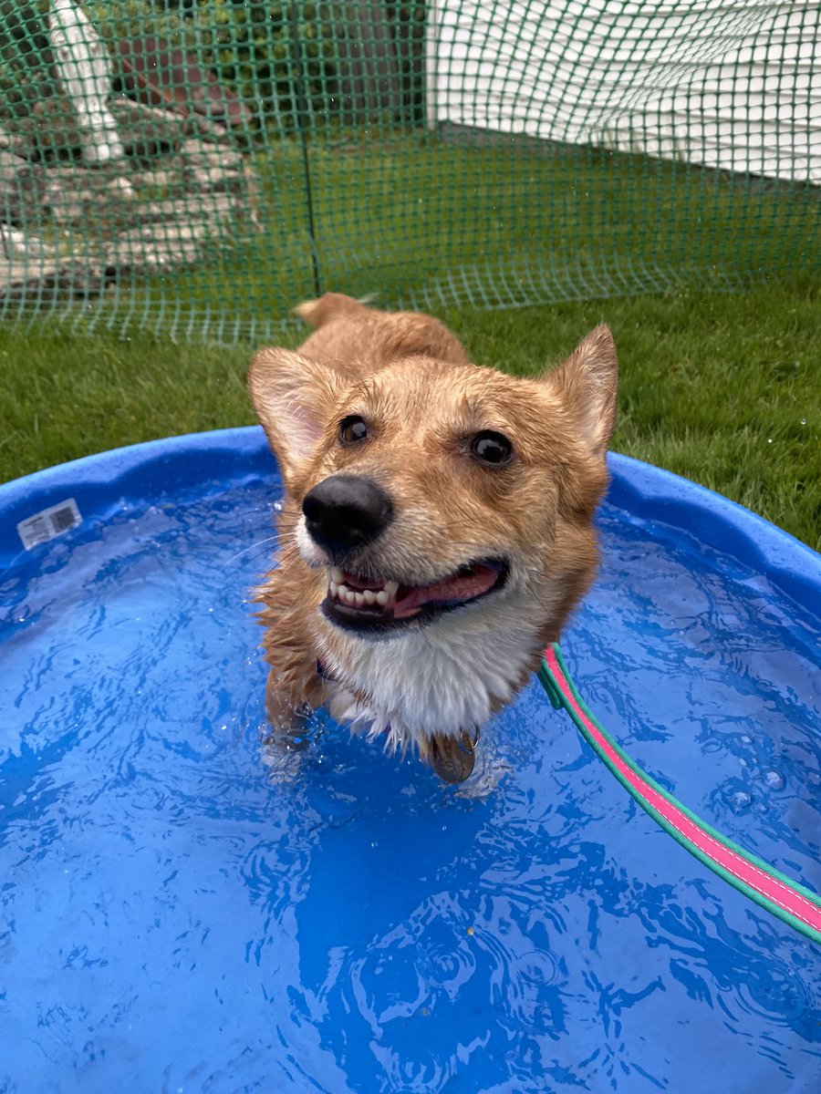 Ioosingteeth's tweet photo. I would die for my dog https://t.co/nh8gG4b2U2