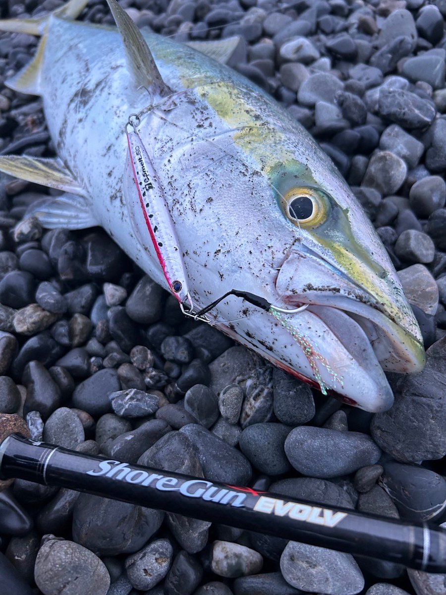 Shore Jigging with The Smelt in Japan 🇯🇵 
Rod: Shore Gun EVOLV 103H+ 
Lure: The Smelt 60g Pink sardine color(RZ-205) 
Thank you Kento !!
#palmsfishing #shorejigging #shorejig #surffishing #beachfishing #pelagic #yellowtail #kingfish #kingie @palms_japan