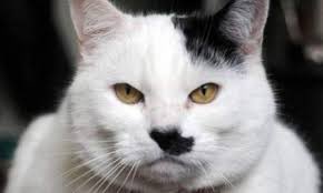 megatrendy's tweet photo. @reitschuster Komm, #Boris: streichle doch ein bisschen Deine #Katzen!😅 #Reichsschuster https://t.co/NRuWbRSgH6