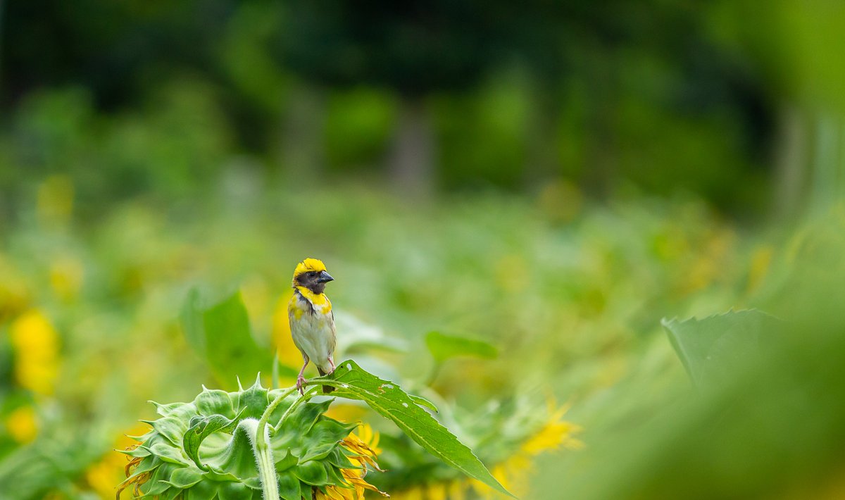 Hello! Morning from the Wild...😍
 
'It's a fresh new day.'...🥰😘

#wildlifephotography #NatureBeauty
#birdlovers #wildlife #monsoon #mondayvibes
@ParveenKaswan
@ErikSolheim
@KatanaHugo
@IndiAves
@Canon_India
@NatGeoIndia
@KarnatakaWorld
@Natures_Voice
@moment
@NatGeo