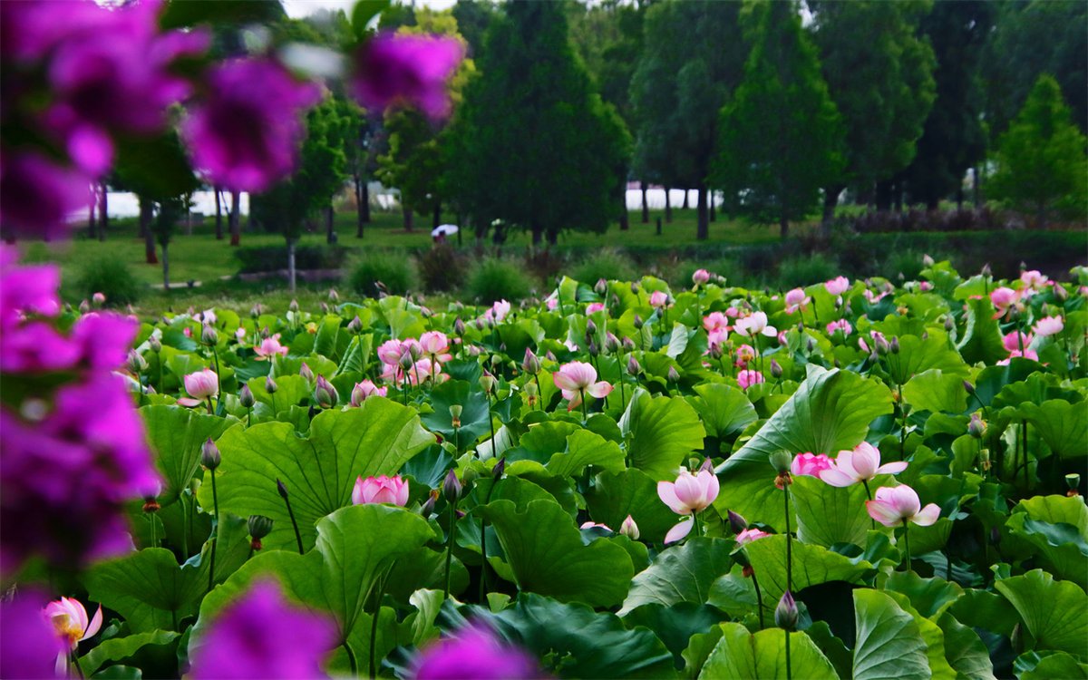 Kunminginfohub's tweet photo. Caught in the act! Lotus leaves at Huquan Ecological Park waltzing in the wind, their flowers shy in buds or bold in bloom. Nature’s own theatre! 🌼🎭 #NatureLovers #LotusMagic #EcoPark https://t.co/Trc6nPRkEq