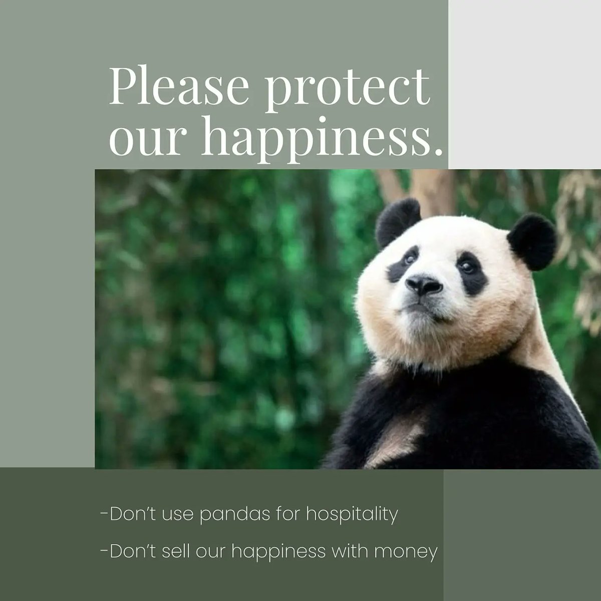 suj8843's tweet photo. 푸바오 지켜주세요
#savefubao #panda #funbao #protect #ipanda #help #푸바오 #아기판다푸바오 #복보 #판다 #바오패밀리 #에버랜드 #아이바오 #후이바오 #러바오 #루이바오 #중국 #선수핑 #우리푸바오 #지켜주세요 #福宝 #접객금지 #빠른공개 #24시간CCTV설치 https://t.co/7MQsSV4kn7