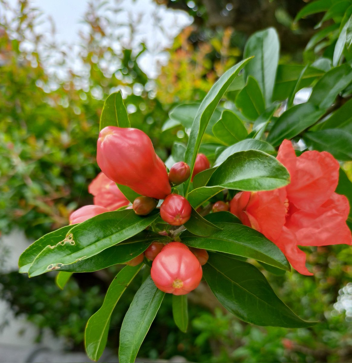 蘭蘭と石榴の花の燃ゆる今 　　　清崎敏郎(1922〜1999東京都) 石榴(ざくろ) ペルシャ・インド原産で、栽培の歴史はきわめて古い。六月ごろ鮮紅色五弁の花を開き、果実は大きな球形。果皮は黃紅色で黒斑があり、秋に熟すると裂けて多数の種子を一部露出する。種皮は生食し、また果実酒を作る(広辞苑)