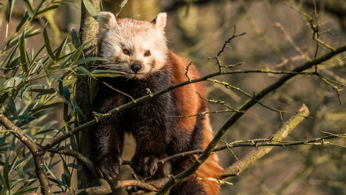 Red Panda Every Hour! (@RedPandaEveryHr) on Twitter photo 2024-05-27 02:46:48