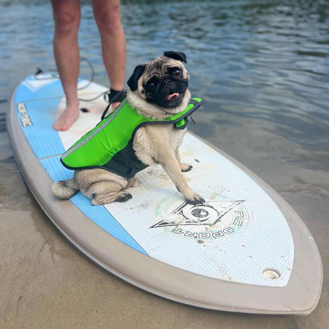 pug_club1's tweet photo. Just a cool little dude .....🐾🐾 💖 😎
#pugsofinstagram #pugsoftheday #puglife #pugsofig #lovepugs #pugpuppy #puppy #dogsofinstagram #puglovers #dogsofgoldcoast #pugsofgoldcoast #pugsofaustralia #dogsofaustralia #pug #love #pugs #chien #mops #carlin #carlino #chi https://t.co/5Fq36SUVyJ