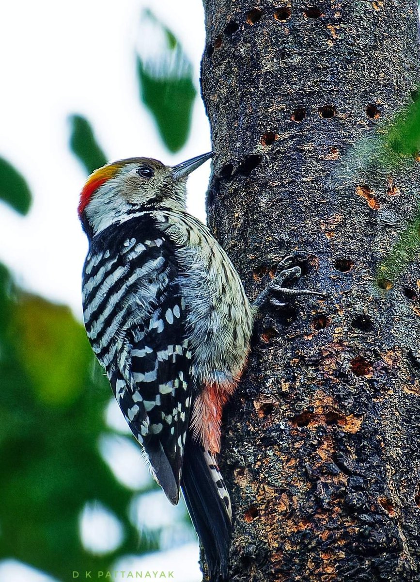 Brown-fronted Woodpecker (Dendrocoptes auriceps) male preparing to have a sip of the sap in #mandal #uttarakhand #india. #IndiAves #ThePhotoHour #BBCWildlifePOTD #natgeoindia