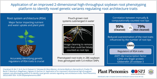 New high-throughput root phenotyping platform cleans background noise, accurately quantifies soybean root traits, aiding in breeding for nutrient-efficient crop varieties. #agriculture #plantbreeding #genetics
Details: spj.science.org/doi/10.34133/p…