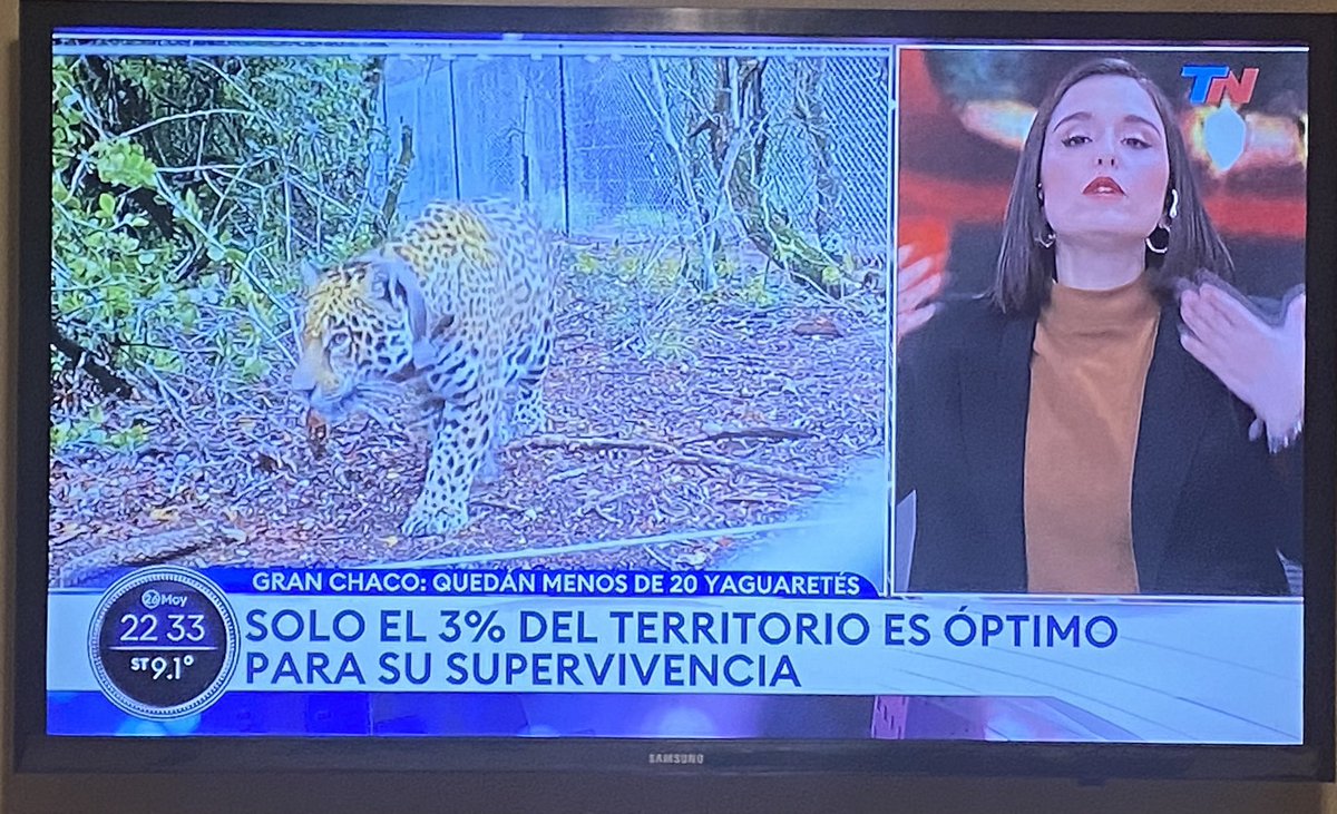 Según TN, se desmontaron en el país unos 7,6 millones de hectáreas en los últimos 25 años, lo que equivale a una superficie de 2 provincias de Buenos Aires. La PBA tiene 30 millones de hectáreas, se les corrió un cero. Dicen que los 20 yaguaretés no tienen espacio para retozar.