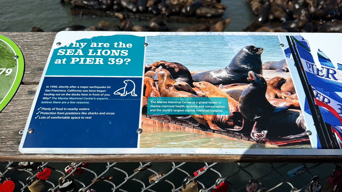 San Francisco'dan ayrılmadan Pier39 da son kahvaltımı yapıp deniz ayılarını fotoğrafladım. Çok keyifli bir seyahat oldu. San Francisco da ikamet eden kızımı ve yıllar sonra eski bir arkadaşımı ve görmek çok güzeldi.