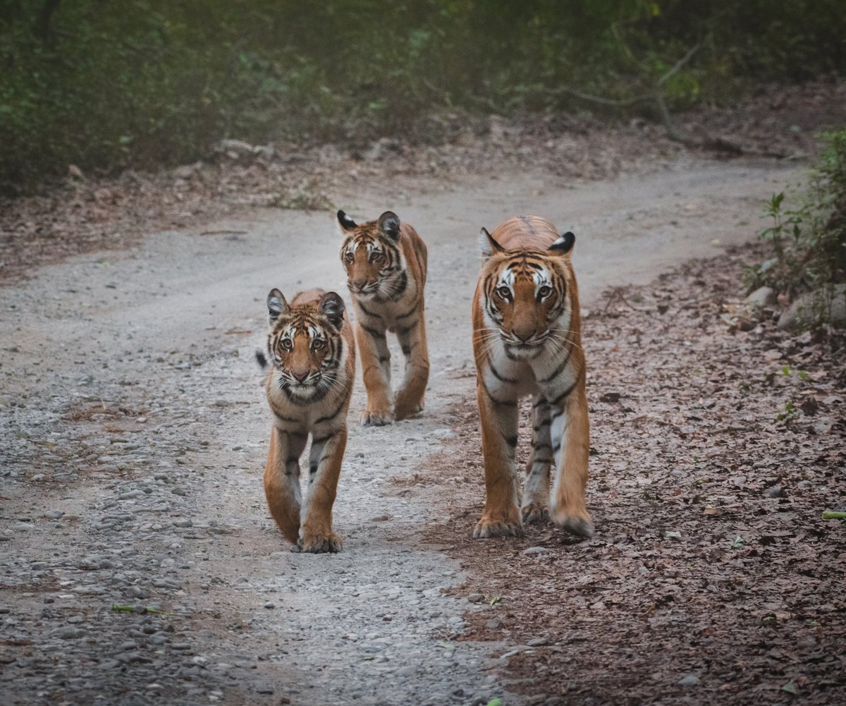 twt_ashish's tweet photo. @rdrakesh @dnemophilist @Muzaffar12 @Bhrigzz @dhamejap @NatGeoIndia @ParveenKaswan And then, Here They come... https://t.co/FpepQozcgM
