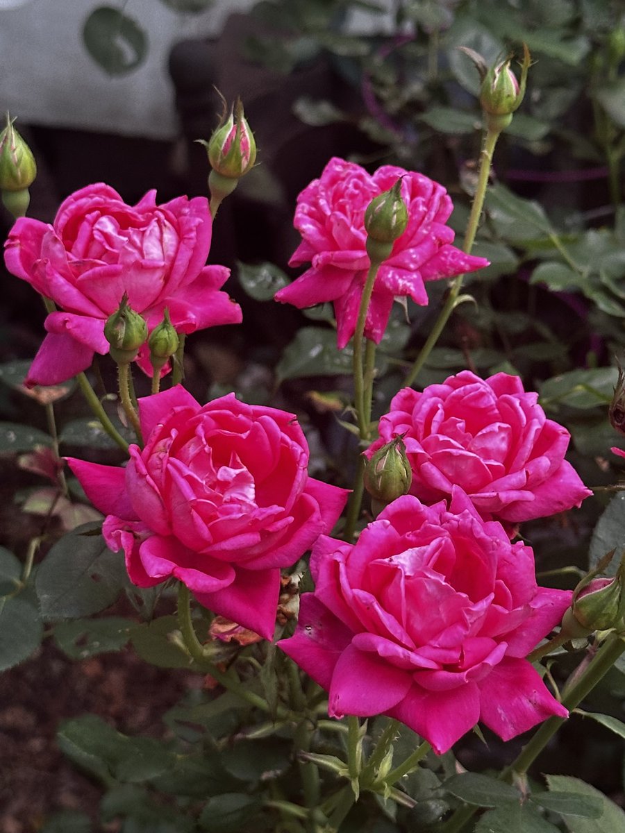 In memory of our beloved military.#GardeningX #FlowersX #RoseMonday #RoseADay