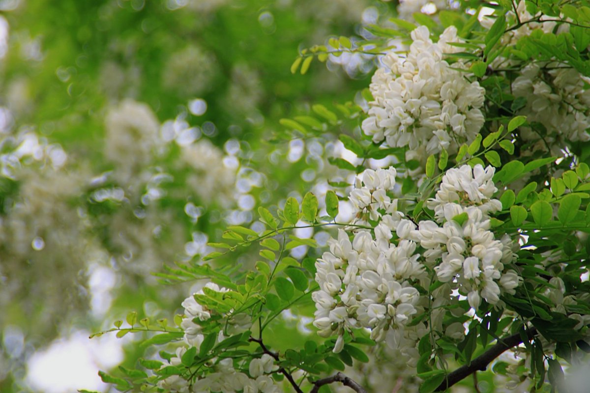 ハリエンジュの花
花言葉
「優雅」
「真実の愛情」