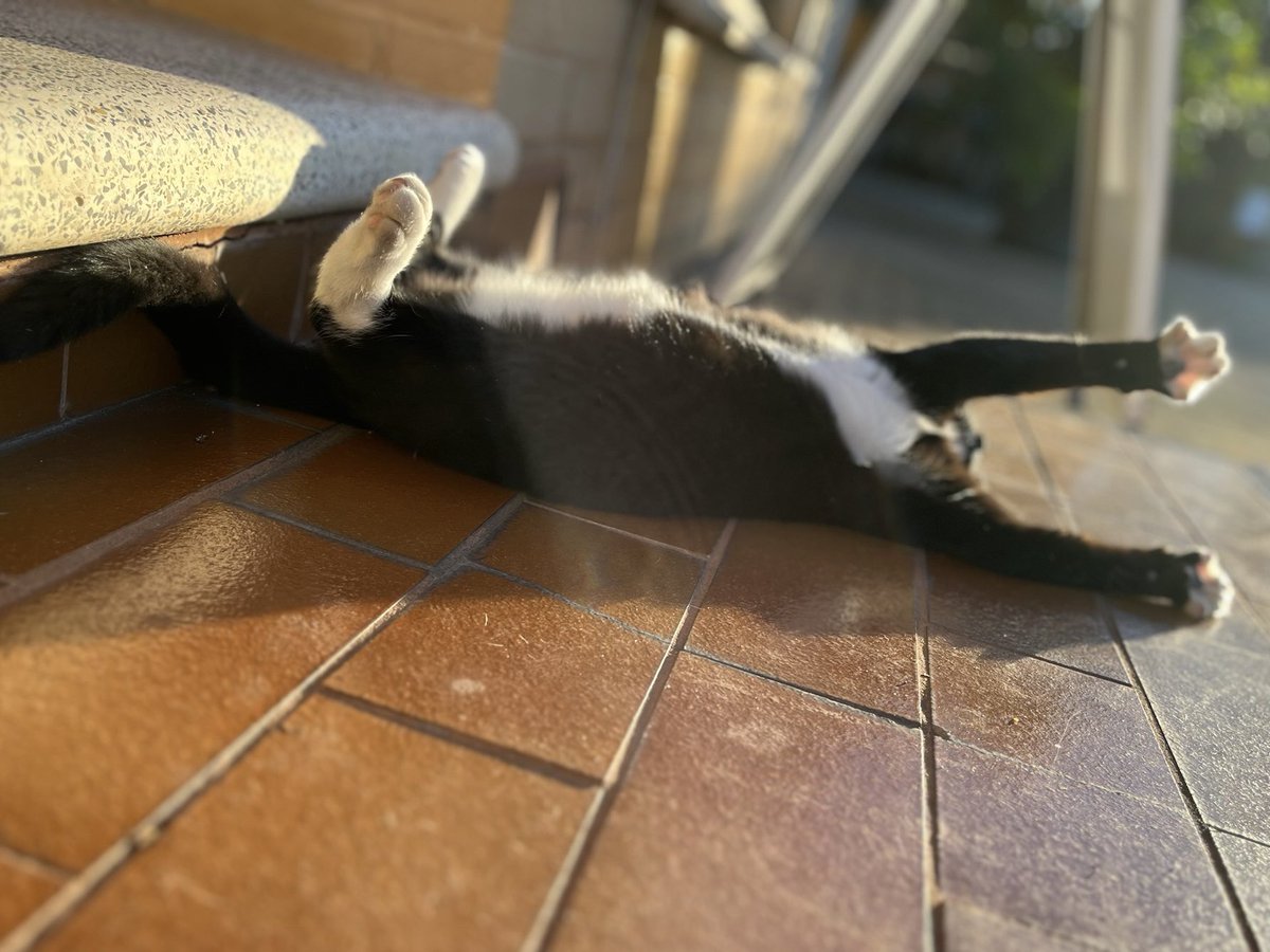 half_straycat's tweet image. Full body sunbathing☀️

#Ultravioletrays #cat #CatLife #HalfStrayCat #WhiteCat #BlackCat #LovelyCat #PawPads #Cattastic #CatOfTheDay