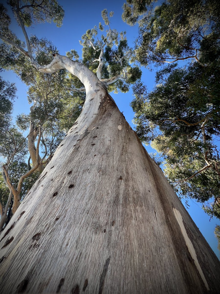 Eucalyptus cladocalyx - Sugar Gum near Glenside, South Australia. #eucbeaut
