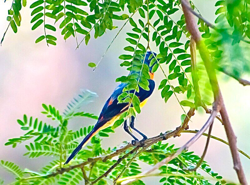 chandanaroy24's tweet photo. The Small Minivet. Glimpses of orange behind a curtain of leaves made me forget lunch and wait for this bird to emerge from its cover. 
#SmallMinivet #lifer #Pune #birdphotography #birdwatching #BBCWildlifePOTD #natgeoindia #IndiAves #BirdsSeenIn2024 #BirdTwitter #NatureInTheCity https://t.co/pL8Z3E69Bq